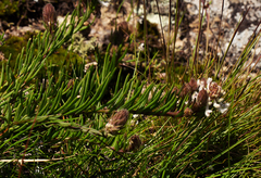 Aeollanthus subacaulis var. linearis image