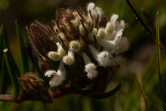 Aeollanthus subacaulis image