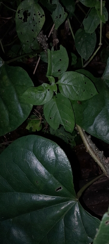 Image of Hyalosepalum afrum by (c) Rosemary Harrison, some rights reserved (CC BY-SA)