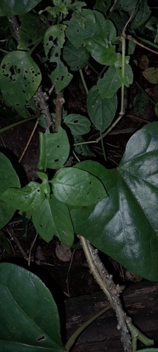 Image of Hyalosepalum afrum by (c) Rosemary Harrison, some rights reserved (CC BY-SA)