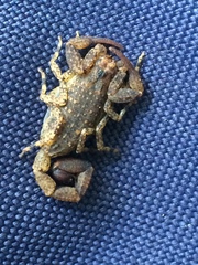 Tityus pusillus