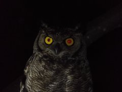 Bubo virginianus magellanicus