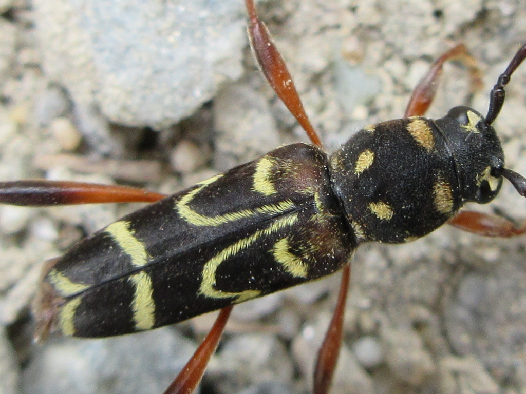 Xylotrechus pavlovskii