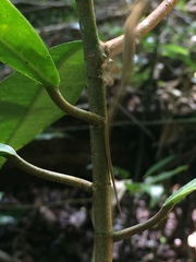 Anolis fuscoauratus