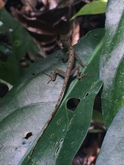 Anolis fuscoauratus