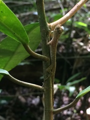 Anolis fuscoauratus