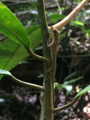 Anolis fuscoauratus
