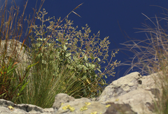 Aeollanthus viscosus image