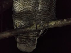 Bubo virginianus magellanicus