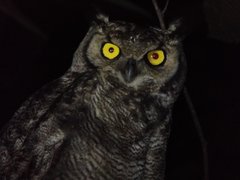 Bubo virginianus magellanicus