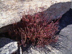 Aeollanthus ukamensis image