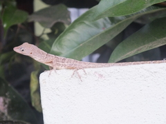 Anolis lineatopus