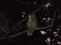 Bubo virginianus magellanicus