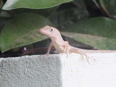 Anolis lineatopus