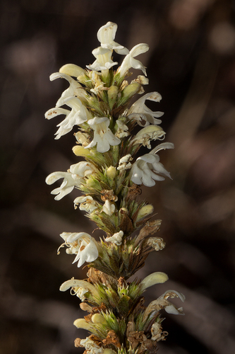 Nyika calamint (Clinopodium myrianthum)