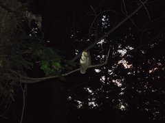 Bubo virginianus magellanicus