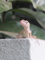Anolis lineatopus