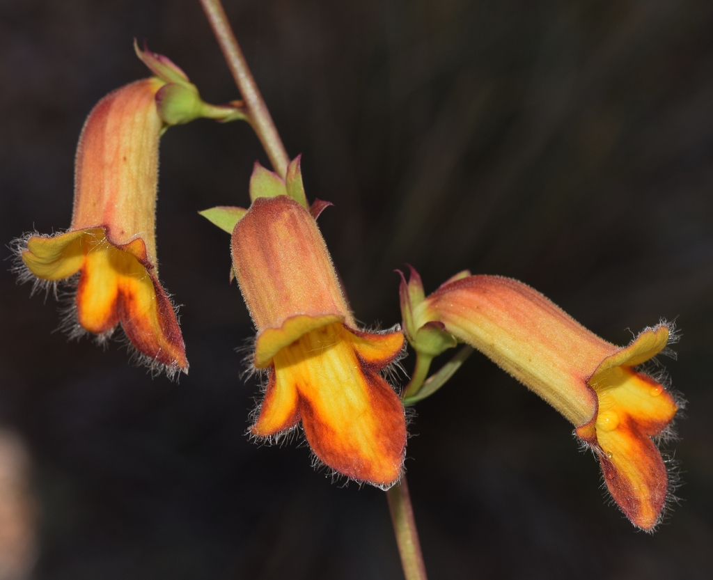 Spanish Rusty Foxglove