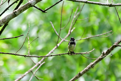 Sporophila morelleti morelleti