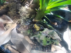 Atelopus zeteki