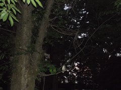 Bubo virginianus magellanicus