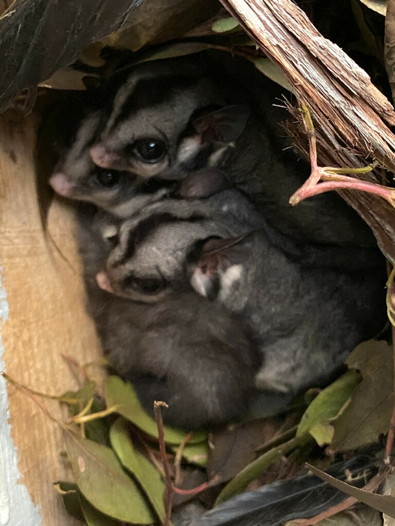 Sugar Glider from St Andrews VIC 3761, Australia on June 8, 2023 at 04