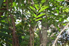Colea floribunda