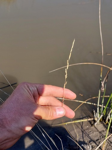 Agrostis lachnantha iNat (3)