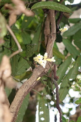 Colea floribunda