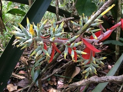 Aechmea costantinii