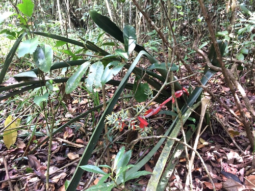 Aechmea costantinii, photograph 6