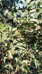 Symbrenthia lilaea formosanus