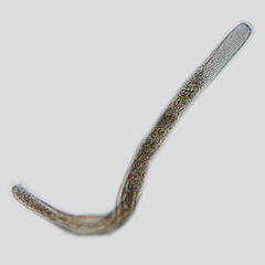 Spirostomum