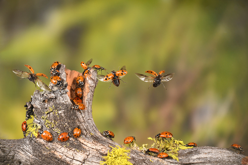 iNaturalist observation photo of Convergent Lady Beetle