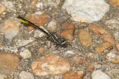 Phanogomphus cavillaris