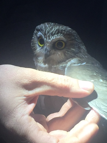 iNaturalist observation photo of Northern Saw-whet Owl