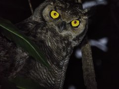 Bubo virginianus magellanicus