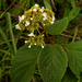 Clerodendrum johnstonii - Photo (c) Bart Wursten, algunos derechos reservados (CC BY-NC), subido por Bart Wursten