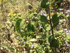 Lantana hirsuta amazonica
