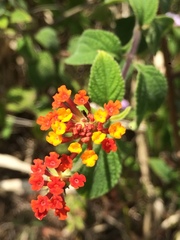 Lantana hirsuta amazonica