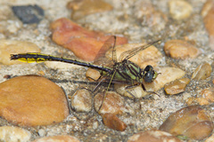 Phanogomphus cavillaris