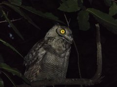 Bubo virginianus magellanicus