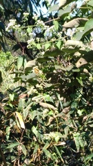 Symbrenthia lilaea formosanus