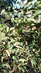 Symbrenthia lilaea formosanus