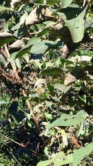 Symbrenthia lilaea formosanus