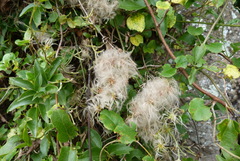 Clematis foetida