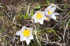 Pulsatilla vernalis