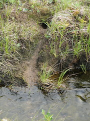 Lemmus trimucronatus