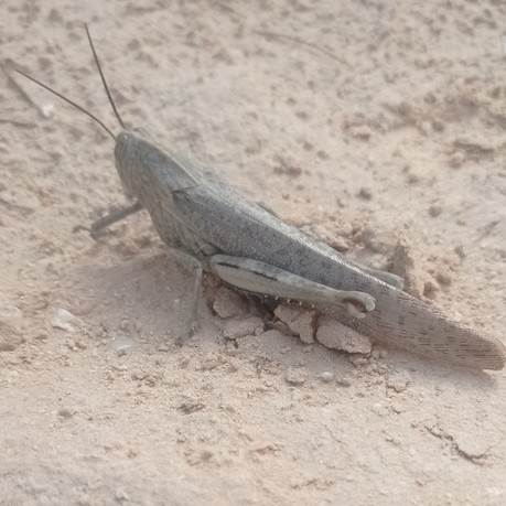 Egyptian Bird Grasshopper