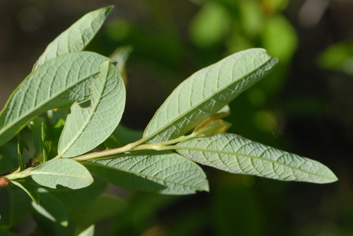 Image of Salix starkeana by (c) Марина Садыкова, some rights reserved (CC BY)